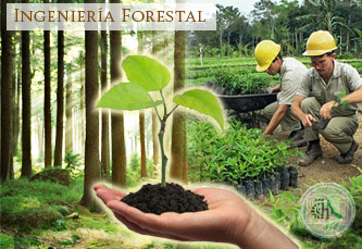 INGENIERÍA FORESTAL